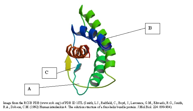 Interleukin-4, a polypeptide, is shown below. In which of the following are the secondary structures labeled correctly?   A)  A: random folding B: β-pleated sheets C: α-helix B)  A: β-pleated sheets B: random folding C. α-helix C)  A: random folding B. α-helix C: β-pleated sheets D)  A. α-helix B: random folding C: β-pleated sheets E)  A: β-pleated sheets B: α-helix C: random folding