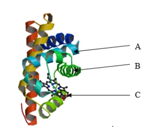 The structure of myoglobin is shown below. Myoglobin contains which of the following components?     I. α-helices II)  β-pleated sheets III)  a prosthetic group A)  I only B)  II only C)  III only D)  I and II E)  I and III