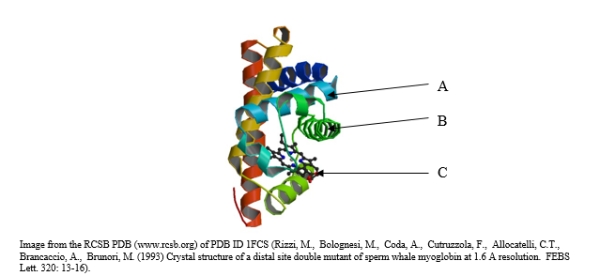 The structure of myoglobin is shown below. Which level of architecture does this protein lack?   A)  This protein has all levels of architecture. B)  primary C)  secondary D)  tertiary E)  quaternary