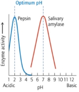 According to the following graph of activity as a function of pH, at which of the following pHs is the reaction that pepsin catalyzes the fastest?   A)  1.0 B)  2.0 C)  5.0 D)  7.0 E)  11