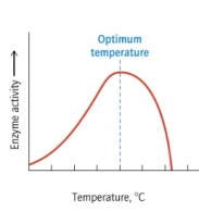 According to the graph below, which of the following is TRUE?   A)  At high temperature, the activity of the enzyme decreases more sharply than it does at low temperature. B)  At low temperature, the activity of the enzyme decreases more sharply than it does at high temperature. C)  The maximum activity is at the lowest temperature. D)  The maximum activity is at the highest temperature. E)  The activity of the enzyme is the same at all temperatures.