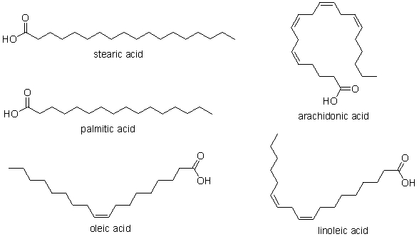 <strong>Which of the fatty acids shown below are saturated? </strong> A) stearic acid B) stearic acid and palmitic acid C) oleic acid, linoleic acid, and arachidonic acid D) arachidonic acid E) All of these are saturated.
