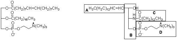 <strong>Lipid II is labeled A-D. Which of the labeled parts of this molecule comprise the sphingosine backbone? </strong> A) A only B) A and B C) B and C D) A, B, and D E) The sphingosine backbone is composed of all of the labeled parts of the molecule.