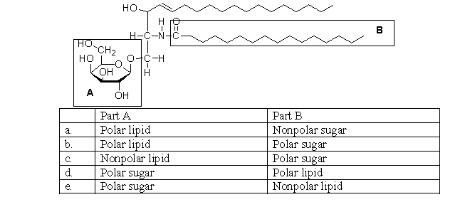 <strong>Parts of the lipid below are labeled A and B. Which choice best describes part A and part B? </strong> A) a B) b C) c D) d E) e
