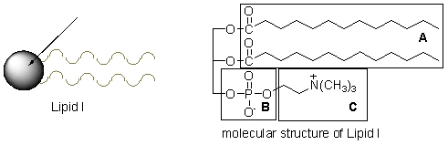 <strong>A membrane lipid is often depicted as shown below in Lipid I. Which part of the molecular structure of Lipid I does the circle represent? </strong> A) Part A B) Part B C) Part C D) Parts A and B E) Parts B and C