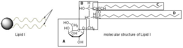 <strong>A membrane lipid is often depicted as shown below in Lipid I. Which part of the molecular structure of Lipid I does the wavy line represent? </strong> A) Part A B) Parts A and B C) Parts A, C, and D D) Parts C and D E) Parts B and D