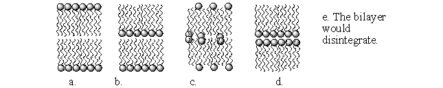 <strong>Which of the following figures best illustrates how the lipid bilayer would arrange itself in a nonpolar solution such as hexane? </strong> A) a B) b C) c D) d E) e