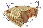 <strong>In the following illustration of a cell membrane, the molecules labeled (E) are </strong> A) steroids. B) proteins. C) carbohydrate side chains. D) phospholipids. E) glycerophospholipids.