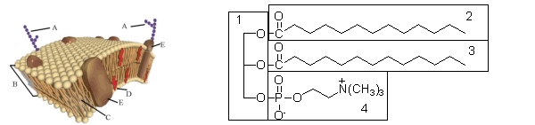 The component of the cell membrane labeled C corresponds to which part of the following glycerophospholipid?   A)  1 B)  2 C)  3 D)  4 E)  2 and 3