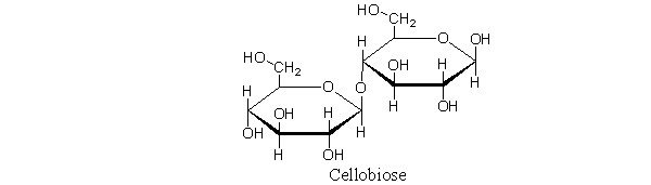 Cellobiose, shown below, cannot be hydrolyzed into monosaccharides by humans. Which statement best describes why this is the case?   A)  Cellobiose contains a <font face= symbol ></font>-(1→4)  glycosidic linkage, which is not a substrate for glycosidases in the human stomach. B)  Human enzymes do not accept glucose molecules as substrates. C)  Cellobiose is composed of monosaccharides that are not part of the human diet. D)  The glycosidic bond in this disaccharide is unusually strong. E)  No disaccharide is hydrolyzed by humans.