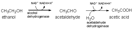 The first two steps of ethanol metabolism are shown below. Which molecule is reduced over the course of these reactions?   A)  ethanol and acetaldehyde B)  alcohol dehydrogenase and acetaldehyde dehydrogenase C)  ethanol and alcohol dehydrogenase D)  acetic acid E)  NAD<sup>+</sup>
