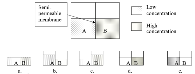 Consider solutions A and B separated by a semipermeable membrane.Which diagram BEST illustrates what the volumes should look like after osmosis occurs?   A)  figure a B)  figure b C)  figure c D)  figure d E)  figure e