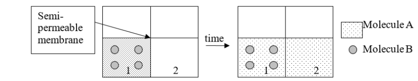 The function of dialysate is similar in function to which part of the diagram below?   A)  the semipermeable membrane B)  container 1 C)  container 2 D)  molecule A E)  molecule B