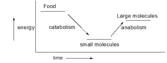 An overview of metabolism is shown in the following figure.What does this figure tell us about the energy of catabolism and anabolism?   A)  Anabolic reactions occur more quickly than catabolic reactions. B)  Catabolism is exothermic, and anabolism is endothermic. C)  Overall, we exert more energy than we consume. D)  Overall, the amount of energy that goes into anabolic processes is the same as is released in catabolic processes. E)  The conservation of energy does not apply to biological systems.