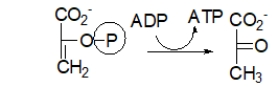 Which choice BEST describes the purpose of the following step of glycolysis?   A)  In this step, the molecule is phosphorylated to keep it in the cell. B)  In this step, the molecule is split into two, both of which will become pyruvate. C)  In this step, energy is stored as ATP. D)  In this step, pyruvate is made. E)  In this step, both pyruvate and ATP are made.
