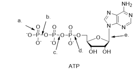 Which bond is broken when ATP is hydrolyzed to ADP?   A)  bond a B)  bond b C)  bond c D)  bond d E)  bond e