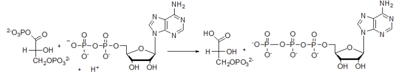 The following reaction is a key step in the metabolism of glucose.Which of the following molecules is formed as a result of this reaction?   A)  ADP B)  H<sup>+</sup> C)  ATP D)  H<sub>2</sub>O E)  P<sub>i</sub>