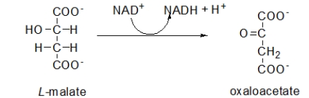 The following is step 8 of the citric acid cycle.During this step, NAD<sup>+</sup> is ________ while L-malate is ________.   A)  phosphorylated; isomerized B)  isomerized; dehydrated C)  oxidized; reduced D)  reduced; oxidized E)  hydrated; dehydrated