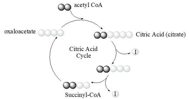 What is the identity of I in the following diagram of the citric acid cycle?   A)  acetate B)  GTP C)  NADH D)  FADH<sub>2</sub> E)  carbon dioxide