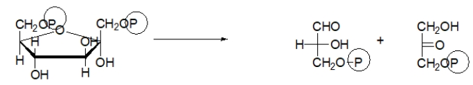 Which choice BEST describes the purpose of the following step of glycolysis?   A)  In this step, the molecule is phosphorylated to keep it in the cell. B)  In this step, the molecule is split into two, both of which will become pyruvate. C)  In this step, NADH is made. D)  In this step, energy is stored as ATP. E)  In this step, pyruvate is made.