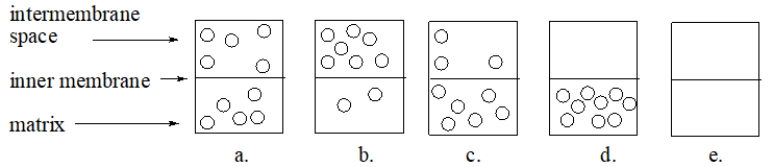 The following diagrams illustrate the two aqueous spaces and the inner membrane of the mitochondrial.In which diagram is the relative concentration of protons such that oxidative phosphorylation could occur if ATP synthase were present?   A)  diagram a B)  diagram b C)  diagram c D)  diagram d E)  diagram e