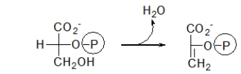 One of the steps of glycolysis is given below.What type of reaction is this?   A)  oxidation B)  hydration C)  hydrogenation D)  dehydration E)  phosphoryl transfer