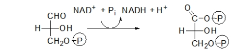 Which choice describes the purpose of the following step of glycolysis?   A)  In this step, the molecule is phosphorylated to keep it in the cell. B)  In this step, the molecule is split into two, both of which will become pyruvate. C)  In this step, NADH is made. D)  In this step, energy is stored as ATP. E)  In this step, pyruvate is made.