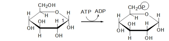 Which choice BEST describes the purpose of the following step of glycolysis?   A)  In this step, the molecule is phosphorylated to keep it in the cell. B)  In this step, the molecule is split into two, both of which will become pyruvate. C)  In this step, NADH is made. D)  In this step, energy is stored as ATP. E)  In this step, pyruvate is made.