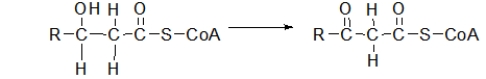 The third step of β-oxidation is shown below.What type of reaction is this?   A)  oxidation B)  reduction C)  hydration D)  hydrolysis E)  hydrogenation