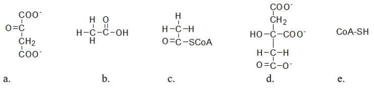 The citric acid cycle has a unique circular appearance when written due to the regeneration of oxaloacetate.Which of the following molecules is oxaloacetate?   A)  molecule a B)  molecule b C)  molecule c D)  molecule d E)  molecule e