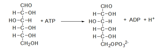 During glucose metabolism, the following reaction occurs.What is this reaction called?   A)  phosphoryl group transfer reaction B)  hydrolysis C)  hydration D)  dehydration E)  oxidation