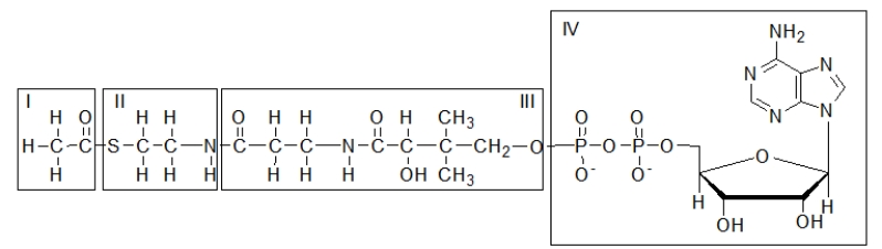 Acetyl coenzyme A is shown below.Which part of acetyl-CoA is transferred to an alcohol or thiol during metabolism?   A)  I only B)  I and II only C)  I, II, and III D)  IV only E)  IV and III