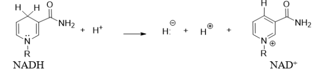 The partial structures of the coenzymes NADH and NAD<sup>+</sup> are shown below.What type of reaction does NADH undergo to form NAD<sup>+</sup>?   A)  oxidation B)  reduction C)  acid-base D)  hydrolysis E)  condensation