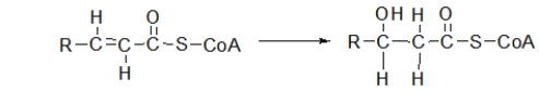 The second step of β-oxidation is shown below.What type of reaction is this?   A)  oxidation B)  reduction C)  hydration D)  hydrolysis E)  hydrogenation