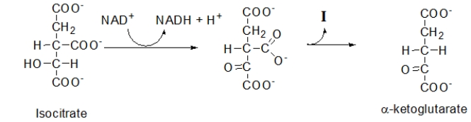 The following is step 3 of the citric acid cycle.What is the functional group transformation that occurs in the first part of this step?   A)  A ketone and an alcohol change positions. B)  An alcohol becomes a ketone. C)  The -COO<sup>-</sup> is transformed. D)  The alcohol becomes an aldehyde. E)  A carbon-carbon double bond is added.