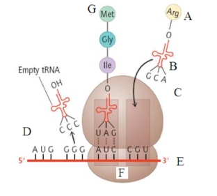 Fill in the blanks with letters from the diagram below.The ________ leaves the nucleus and attaches to the _______.At _________, the first tRNA attaches to begin protein synthesis.   A)  A; B; C B)  E; F; D C)  E; F; G D)  E; F; B E)  D; E; F