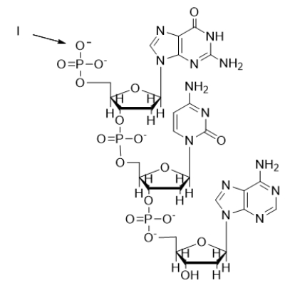 The arrow labeled I in the nucleic acid below is pointing to the   A)  1′ end of the DNA. B)  2′ end of the DNA. C)  3′ end of the DNA. D)  4′ end of the DNA. E)  5′ end of the DNA.