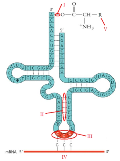 How is the amino acid attached to the tRNA molecule?   A)  They are connected by dipole-dipole interactions. B)  They are connected by hydrogen bonds. C)  They are connected by ionic interactions. D)  They are connected by amide bonds. E)  They are connected by ester bonds.