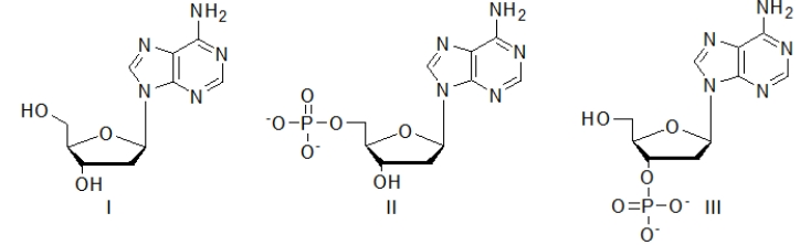 Which of the following molecules is a nucleotide?   A)  I only B)  II only C)  III only D)  I and II E)  II and III