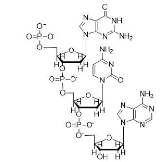 What is the sequence of the following nucleic acid?   A)  dGCA B)  GCA C)  ACG D)  dACG E)  CGT