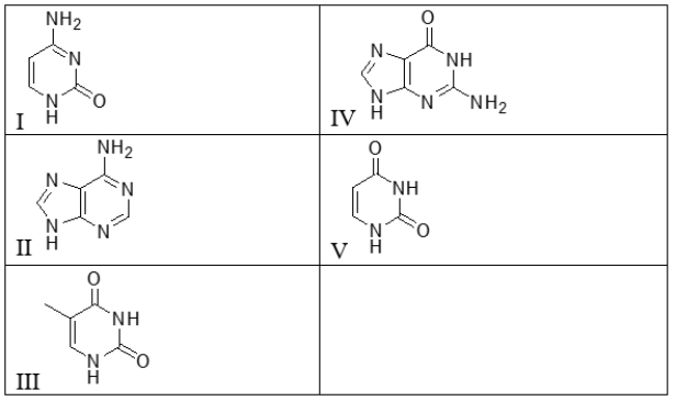 Which of the following molecules is found in RNA but not in DNA? ​   A)  I B)  II C)  III D)  IV E)  V