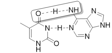 The boxed portion of the following structure represents a   A)  salt bridge. B)  hydrogen bond. C)  disulfide bridge. D)  hydrophobic interaction. E)  hydrophilic interaction.