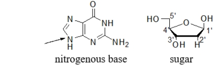 In a nucleoside and a nucleotide, a bond forms between a nitrogenous base and a sugar.An arrow points to the nitrogen on the base that bonds to the sugar.Which carbon on the sugar bonds to the indicated nitrogen on the base?   A)  1' B)  2' C)  3' D)  4' E)  5'