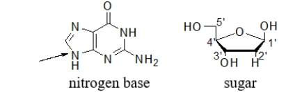 What is the BEST name for the type of bond that forms between a sugar and a nitrogen base in a nucleotide?   A)  an anomeric bond B)  a glycolysis bond C)  a nitrogenous bond D)  a β-N-glycosidic bond E)  a β-N-ribose bond