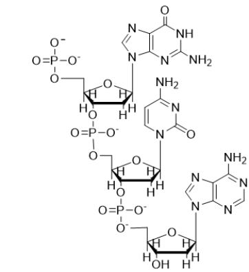 The structure below is a   A)  dinucleotide. B)  dinucleoside. C)  trinucleotide. D)  trinucleoside. E)  tetranucleoside.