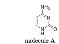 Molecule A is a(n)    A)  purine. B)  monosaccharide. C)  amino acid. D)  nucleoside. E)  pyrimidine.