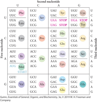 Translation continues until which codon is reached?   A)  All of these will halt translation. B)  UAA, UAG, or UGA C)  UAA D)  AUG E)  UAA or AUG