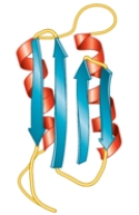 What type of secondary structure is in blue in the following protein?   A)  an α-helix B)  a parallel β-pleated sheet C)  an antiparallel β-pleated sheet D)  a random coil E)  This illustration does not show secondary structure.