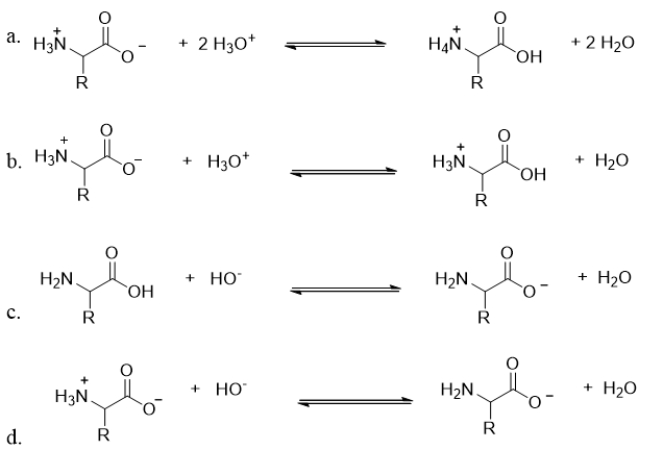 <strong>Which choice shows how an amino acid reacts in a low pH solution? </strong> A) choice a B) choice b C) choice c D) choice d E) All of these reactions occur to the same extent in a solution with a pH less than 7.