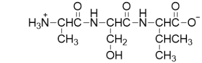<strong>Hydrolysis of the peptide bonds in peptide below would result in </strong> A) no reaction. B) a single amino acid. C) two amino acids. D) three amino acids. E) four amino acids.